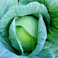 Капуста Белокочанная Леннокс f1