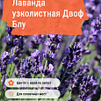 Лаванда узколистная Двоф Блу
