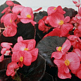 Бегония вечноцветущая бронзоволистная Коктейль Текила