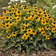 Рудбекия блестящая Рудбекия блестящая