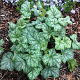 Гейхера Гибридная Mint Frost