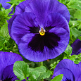 Виола ампельная Вондерфол Блю Виз Блотч