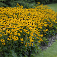 Рудбекия блестящая Гольдштурм