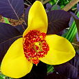 Тигридия павлинья Йеллоу Тигридия павлинья Йеллоу