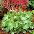 Гейхера гибридная Геркулес Гейхера гибридная Геркулес