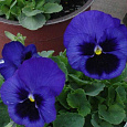 Виола крупноцветковая Колоссус Дип Блю виз Блотч