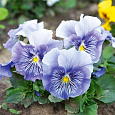 Виола (Фиалка, Анютины глазки) гибридная Cats Blue