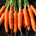 Морковь Кантербюри F1