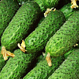 Огурец Гибридный Пасалимо f1