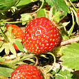 Земляника садовая Кокинская ранняя