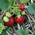 Земляника (Клубника) садовая Трибьют Земляника (Клубника) садовая Трибьют