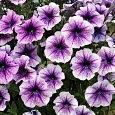 Петуния многоцветковая Нора F1