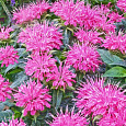 Монарда гибридная Крофтвэй Пинк