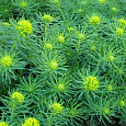 Молочай кипарисовый Clarice Howard