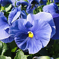 Виола крупноцветковая Инспайер Плюс Тру Блю