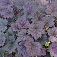 Гейхера гибридная Фростед Вайолит Гейхера гибридная Фростед Вайолит