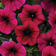 Петуния ампельная F1 Шок Дип Парпл