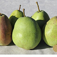 Груша плодовая Новелла